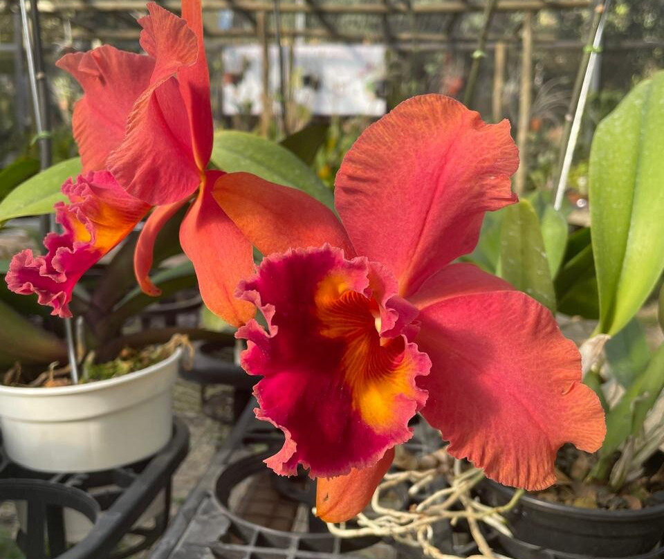 Fábrica de Orquídeas-Paty do Alferes必去景点