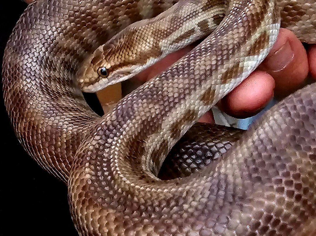 Kangaroo Haven-库努纳拉必去景点