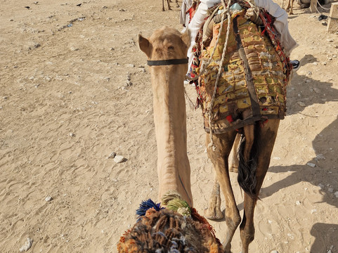 Sea Way Tours-赫尔格达必去景点