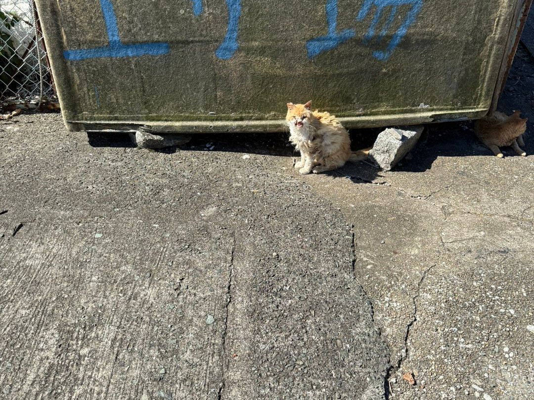 Ainoshima Island-新宫町必去景点