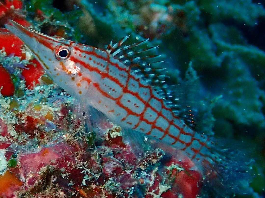 IDive Thudufushi-Thudufushi Island必去景点