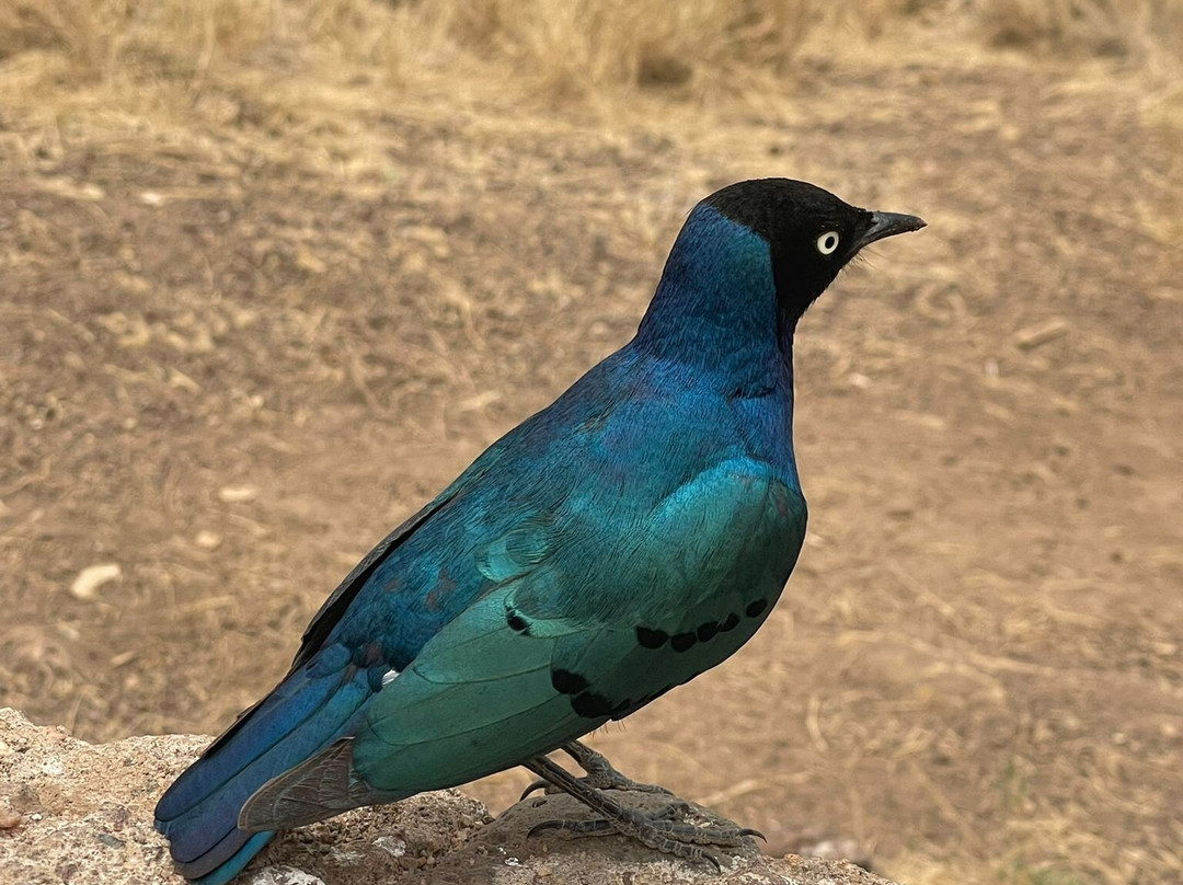 马赛辛巴营度假村主图