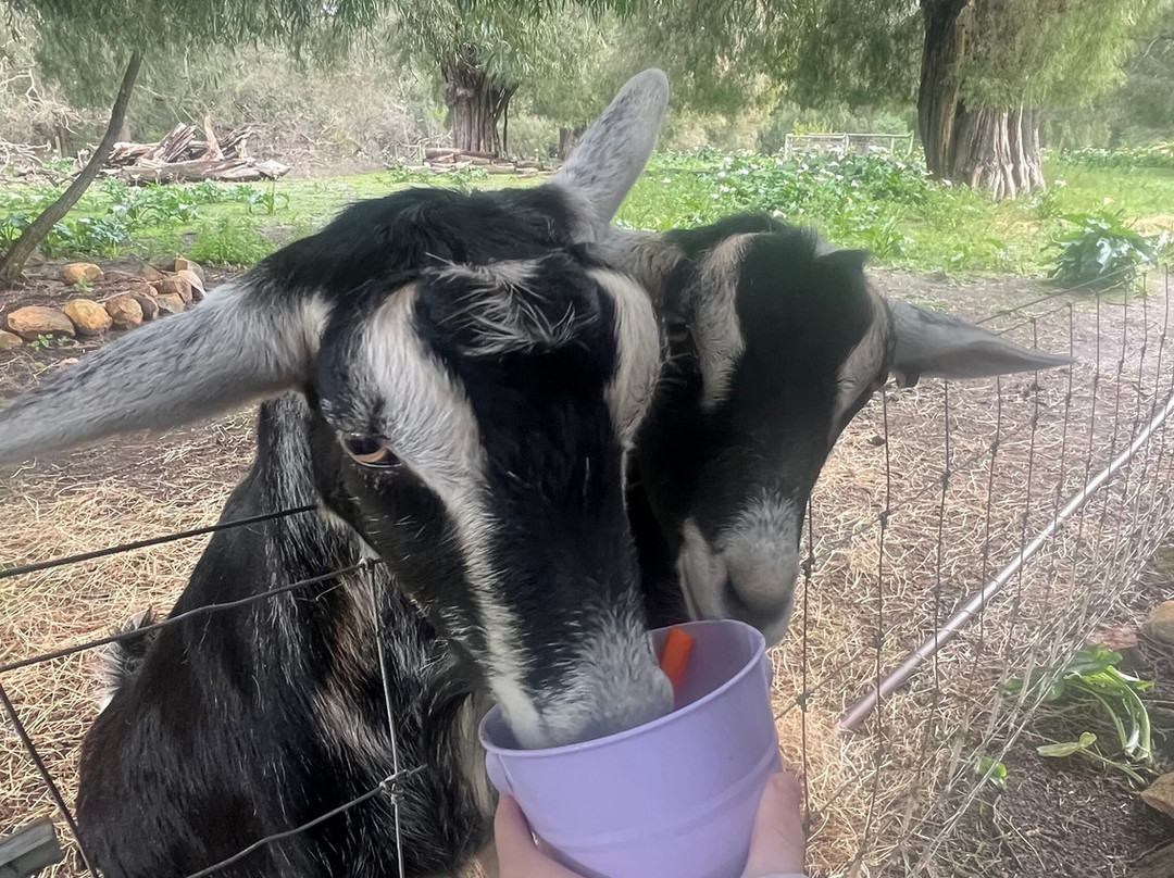 Scoops Farm-玛格丽特河必去景点