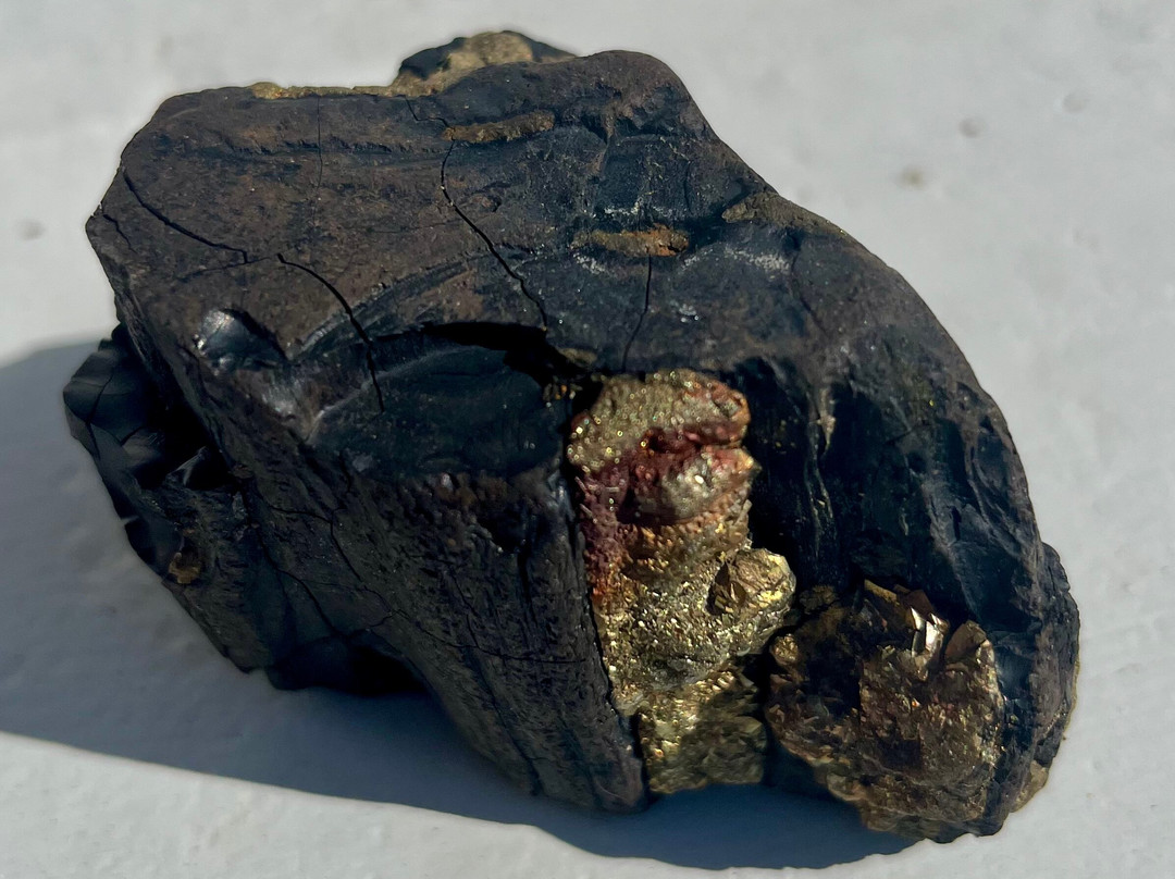 Isle of Wight Fossil Walks- Wight Coast Fossils-文特诺必去景点