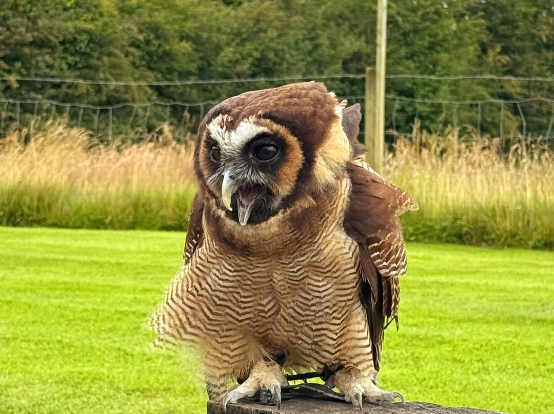 Faha Falconry-Faha必去景点