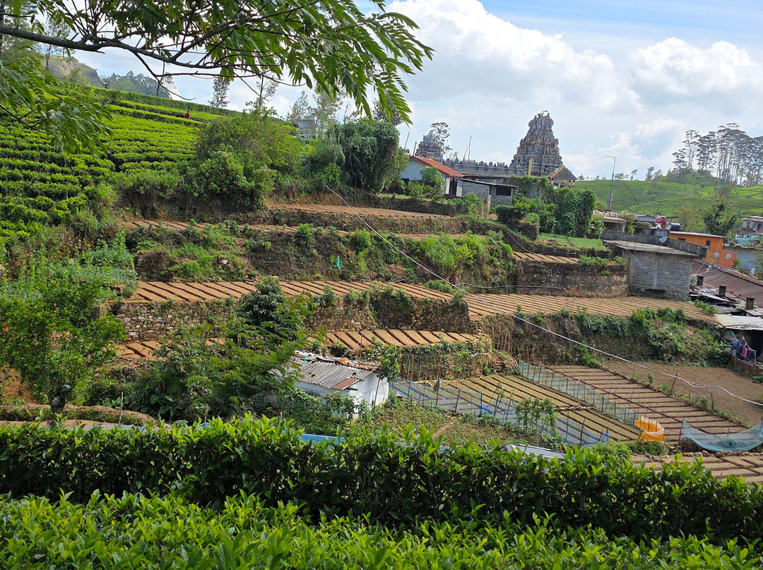 Chauffeur Sri Lanka by Dohansa Lanka Tours-尼甘布必去景点