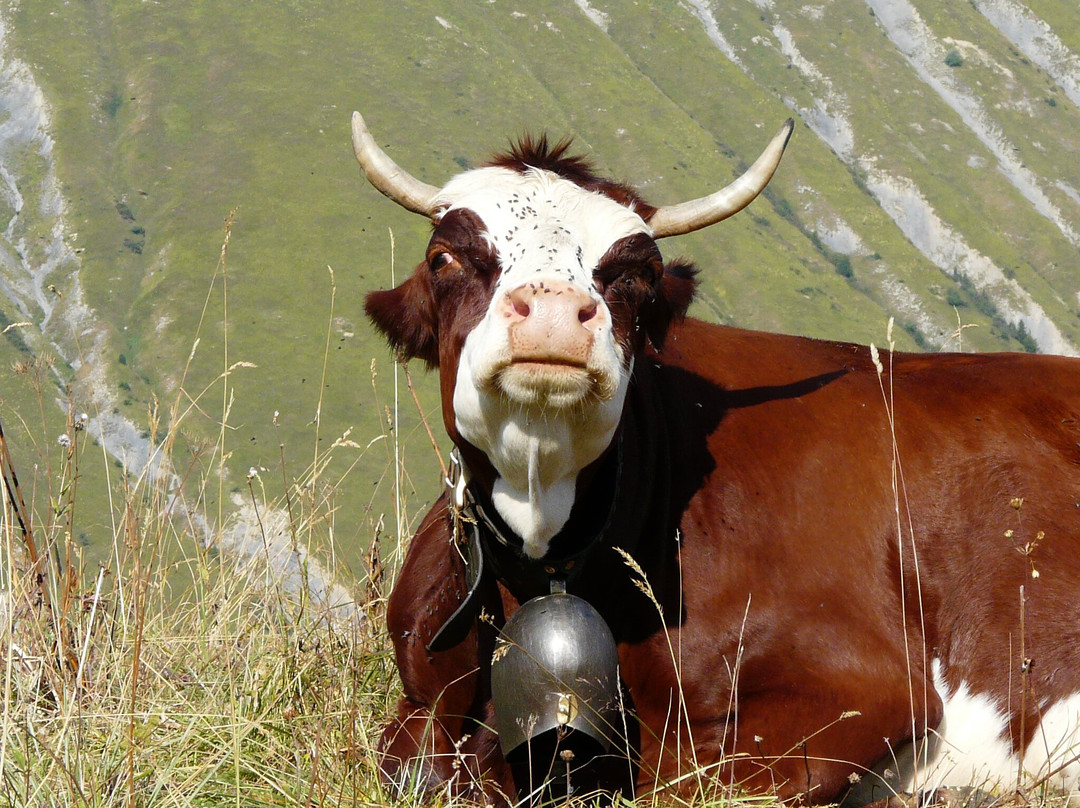 Promenade Savoyarde de Découverte des Aiguilles d'Arves