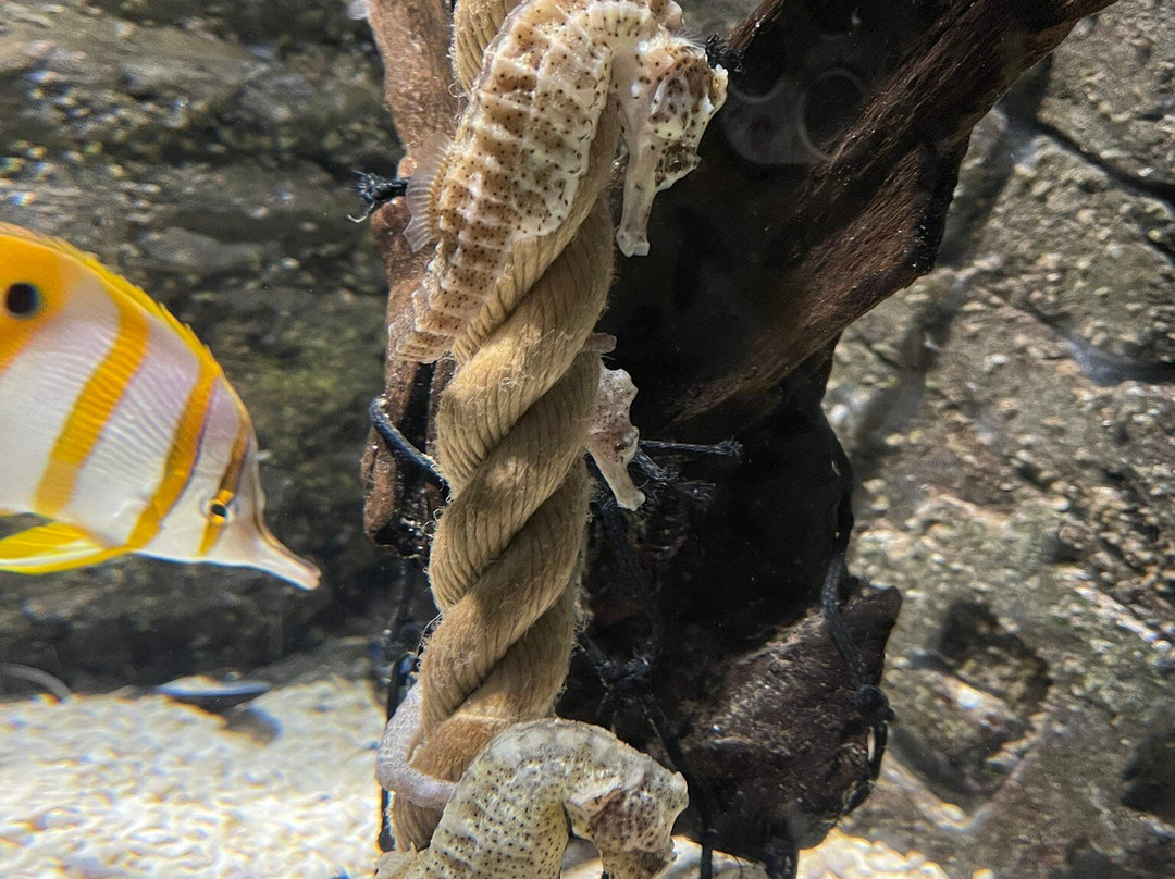 Sea Life Manchester-Trafford Park必去景点