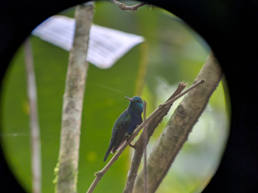 Birding Pipeline Panama-甘博阿必去景点