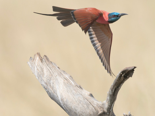Birdwatching in The Gambia-Marakissa必去景点