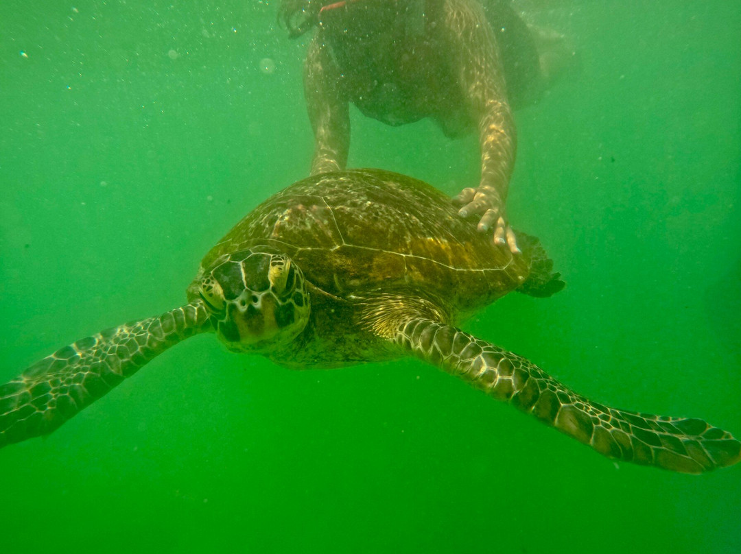 Mirissa Blue Whales And Turtle Snorkeling-Thalaramba必去景点