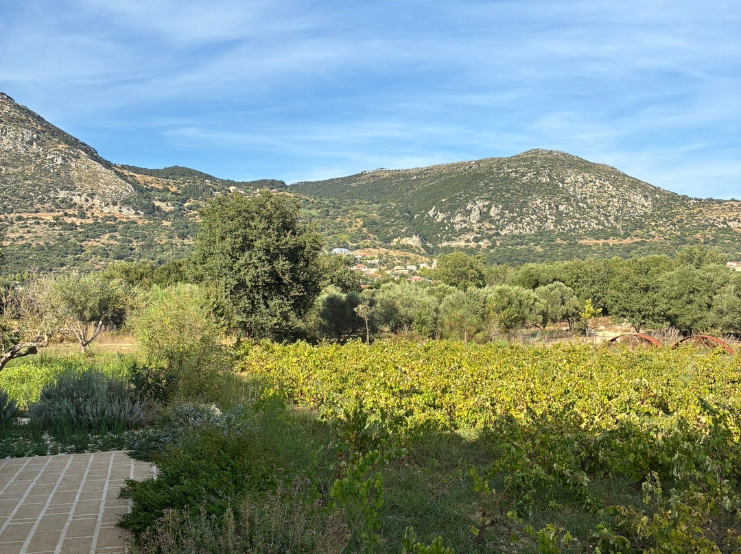 Petrakopoulos Wines-凯法利尼亚岛必去景点