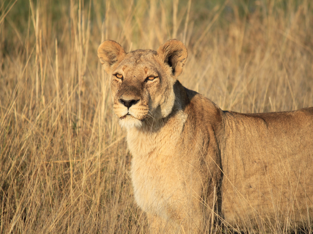 Gondwana Tours & Safaris-马翁必去景点