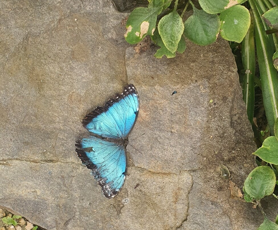 L'Ile aux Papillons-La Gueriniere必去景点