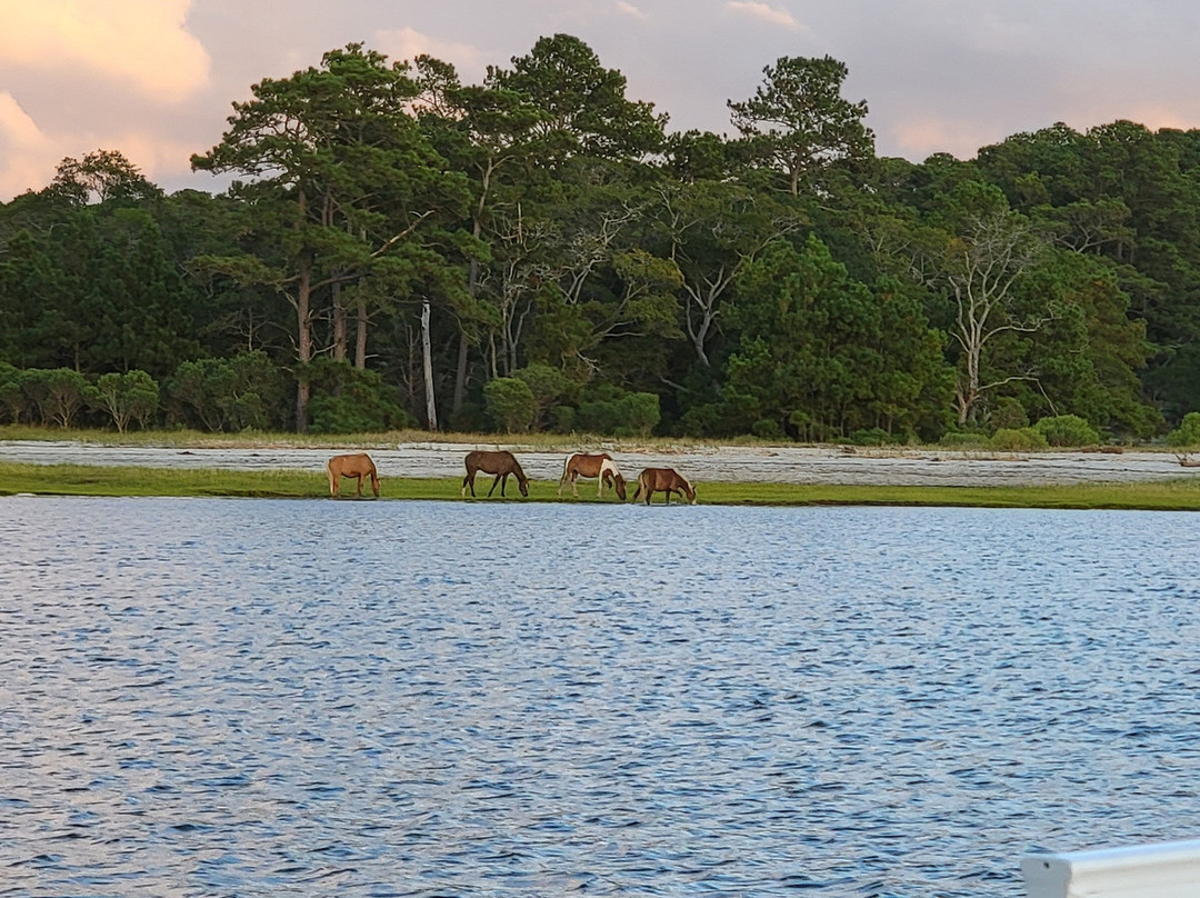 Barnacle Bill's Wild Pony Boat Tours-钦科蒂格岛必去景点