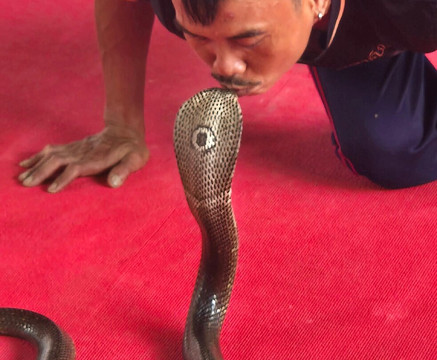 Krabi King Cobra Show-Khlong Haeng必去景点