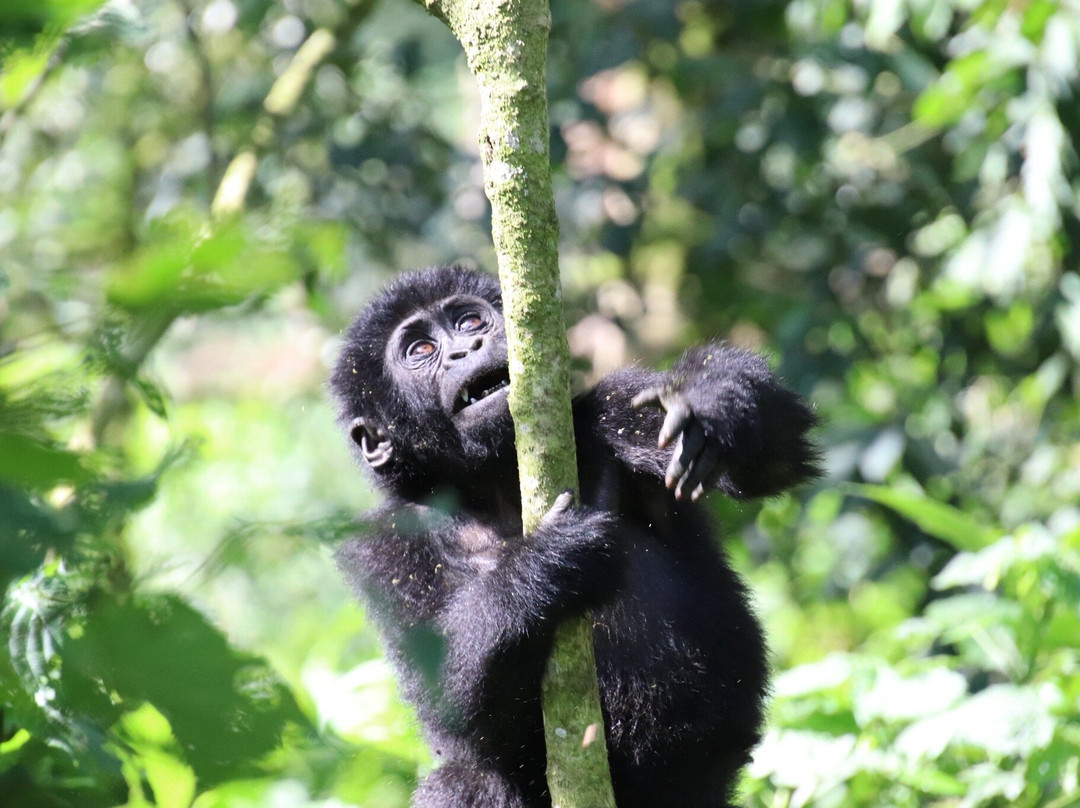 African Jungle Adventures -  Day Tours-吉佳利必去景点