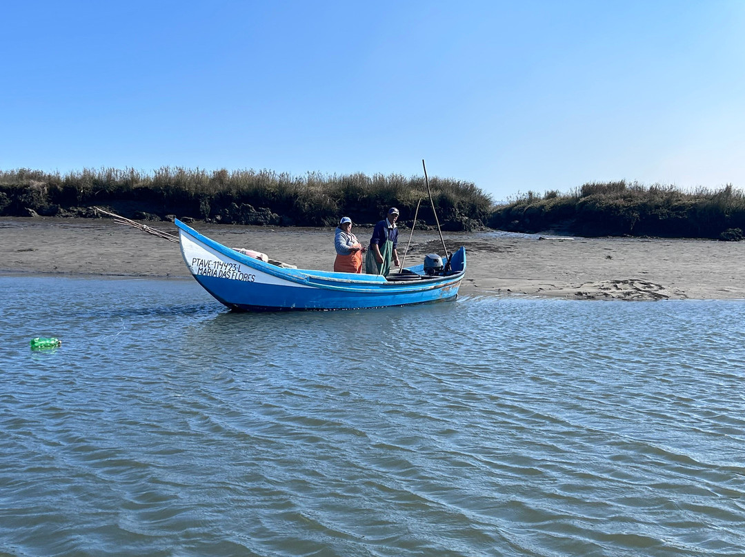Sterna - Aveiro Ria Tours & Birdwatching-阿威罗必去景点