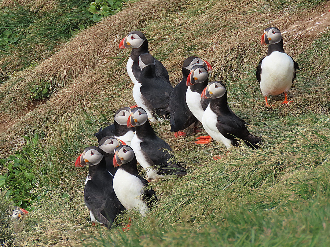 Grimsey Island Drangsnes-Drangsnes必去景点