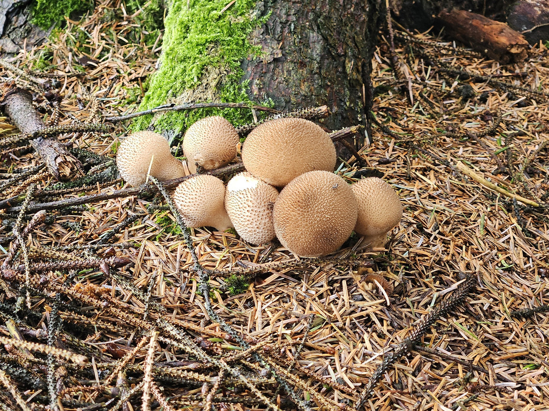 Tigh ’N Alluis - Irish Sweat House-Glencullen必去景点