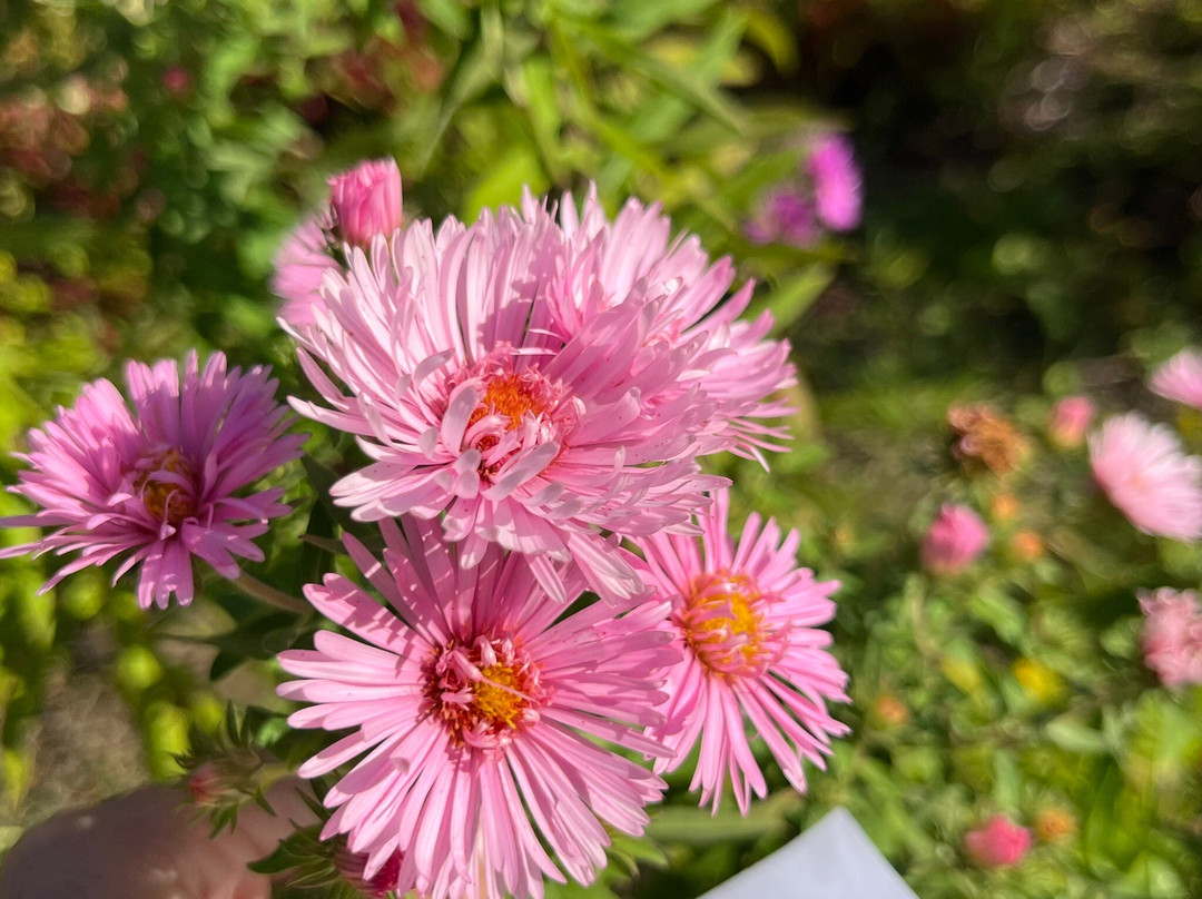 Kingsbrae Garden-Saint Andrews必去景点