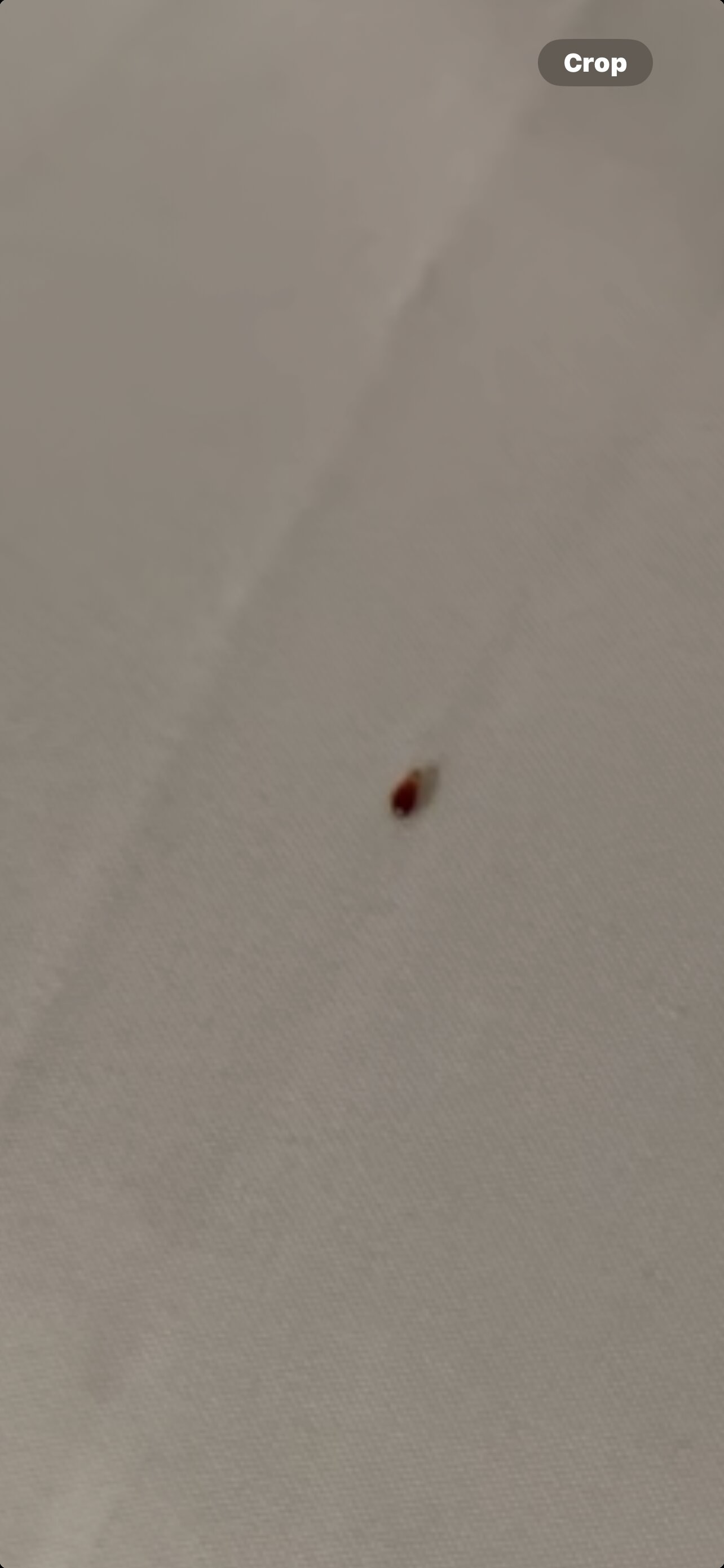 TownePlace Suites by Marriott Plant City-客卧