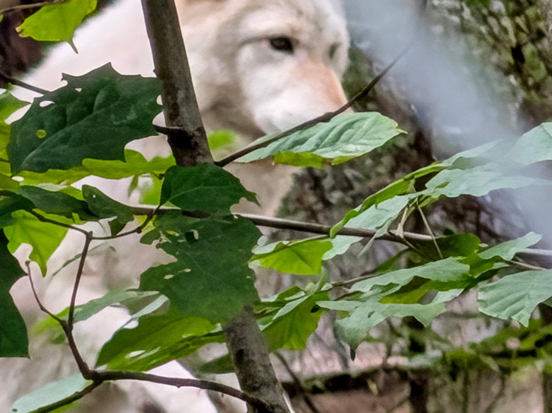 Lakota Wolf Preserve-Columbia必去景点