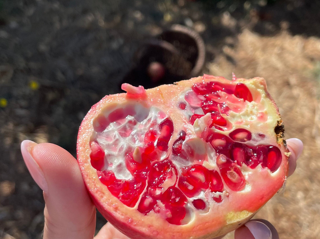 Emotions Tours - Buggy and Jeep Safaris-Silves必去景点