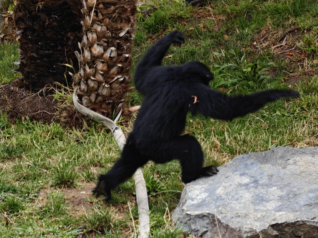 奥克兰动物园-奥克兰必去景点