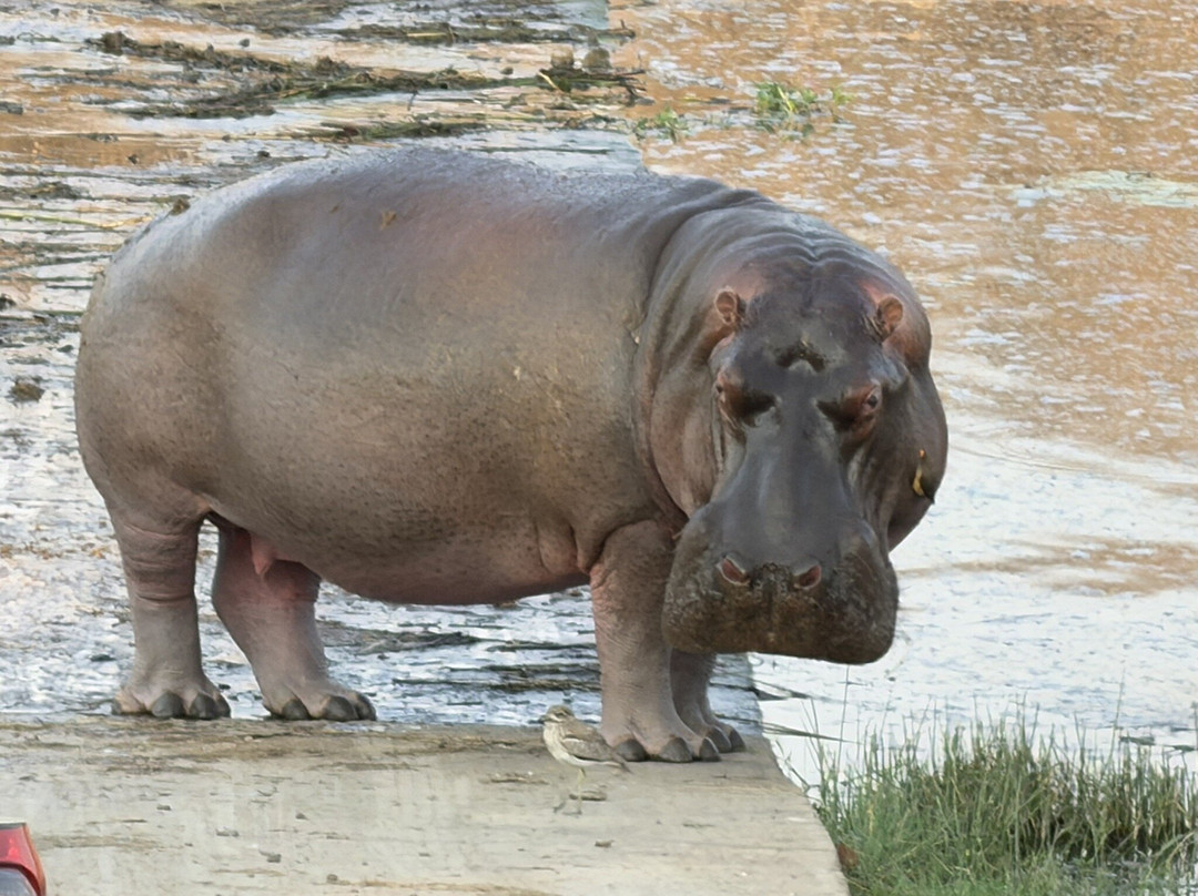 KPS Safaris & Tours-伐拉博瓦必去景点