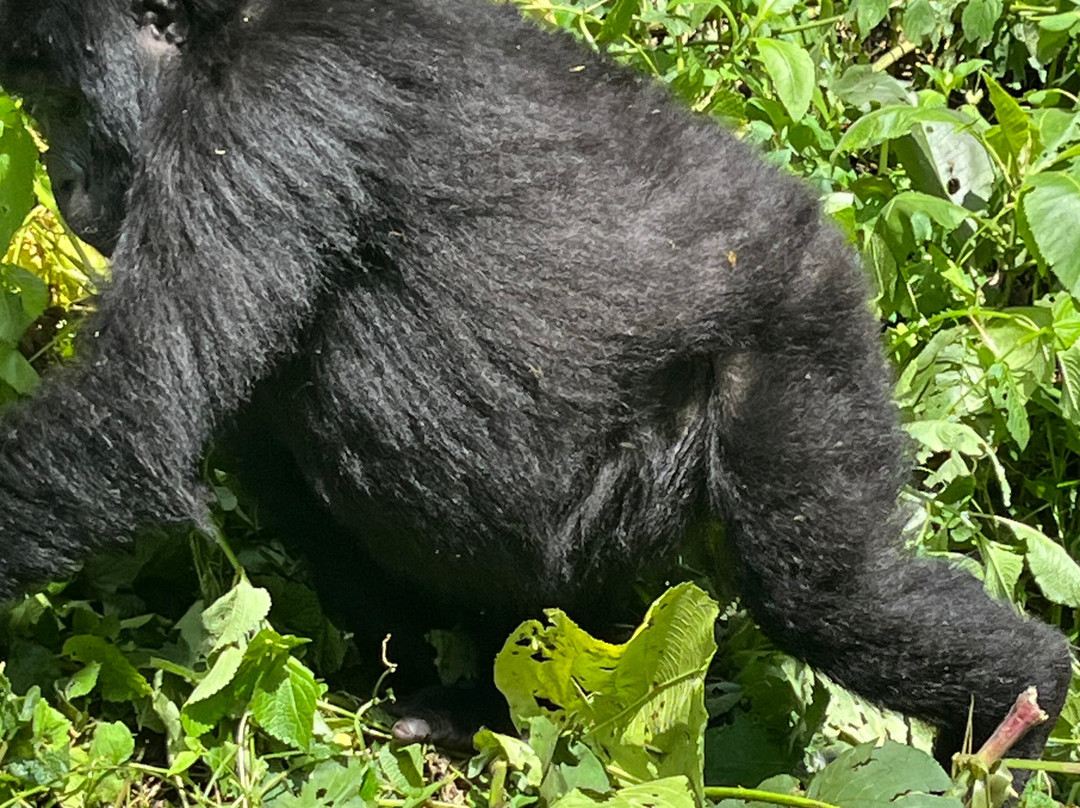 Go Gorilla Trekking-吉佳利必去景点