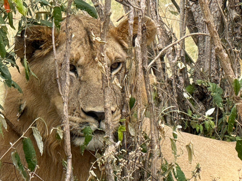 Assured Safaris-内罗毕必去景点
