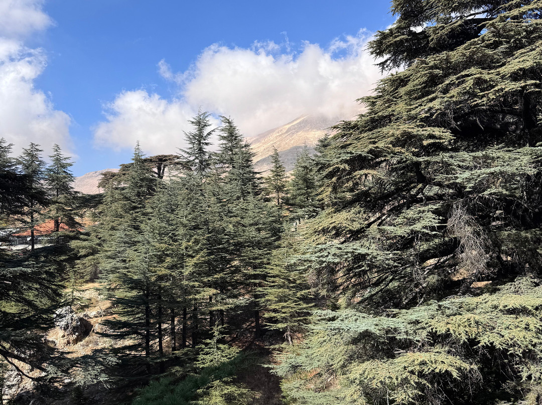 Damask Rose Lebanese Guest House主图