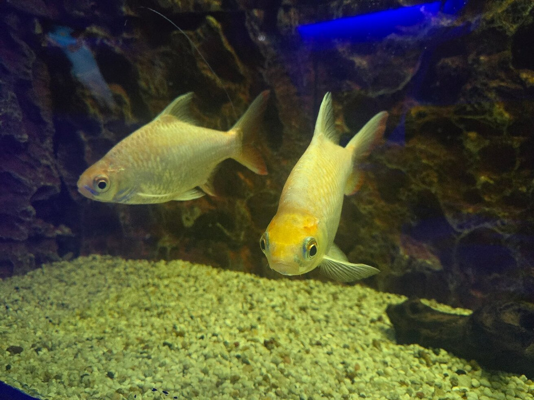 Ocean Aquarium-普它肋斯必去景点