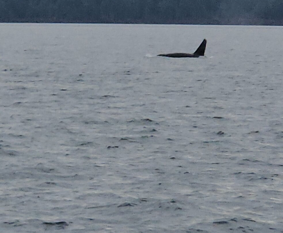 Outer Island Excursions-Anacortes必去景点