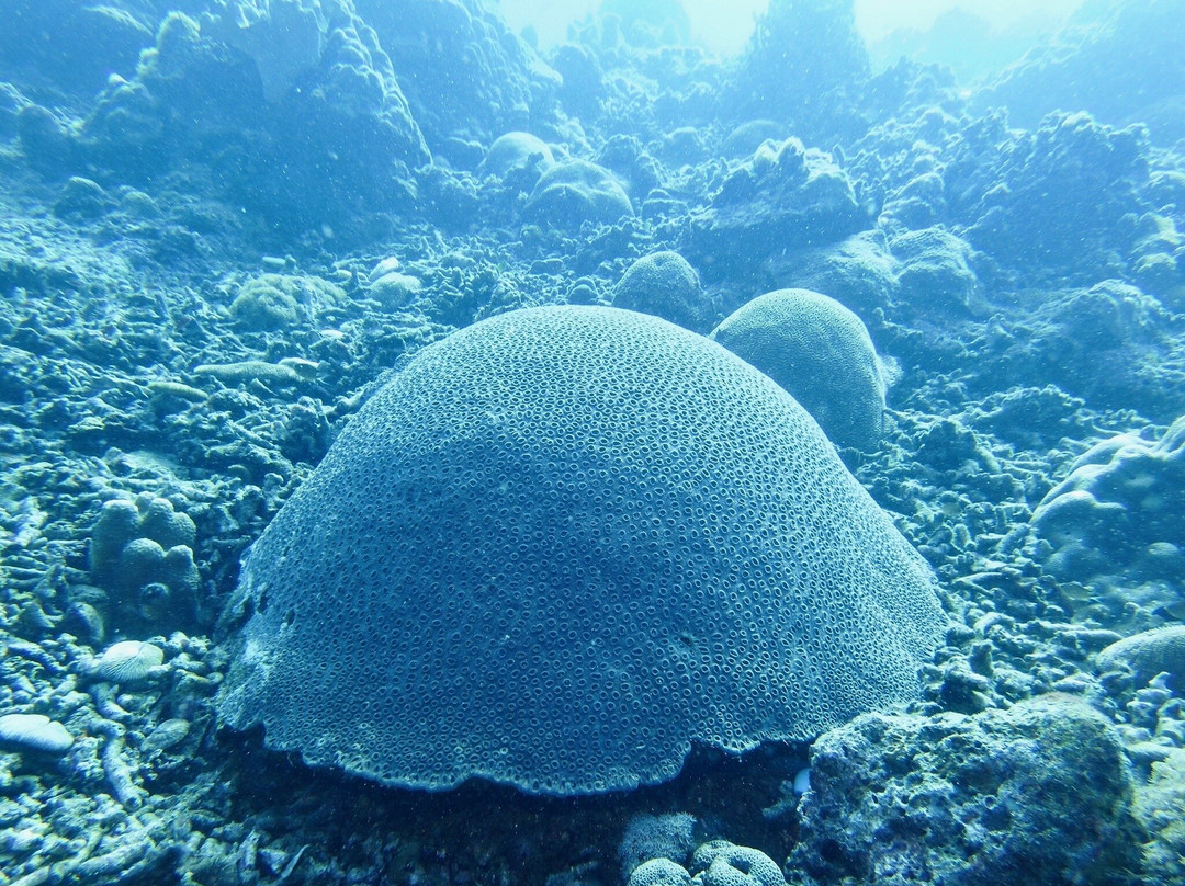 阿波岛海洋保护区-Apo Island必去景点