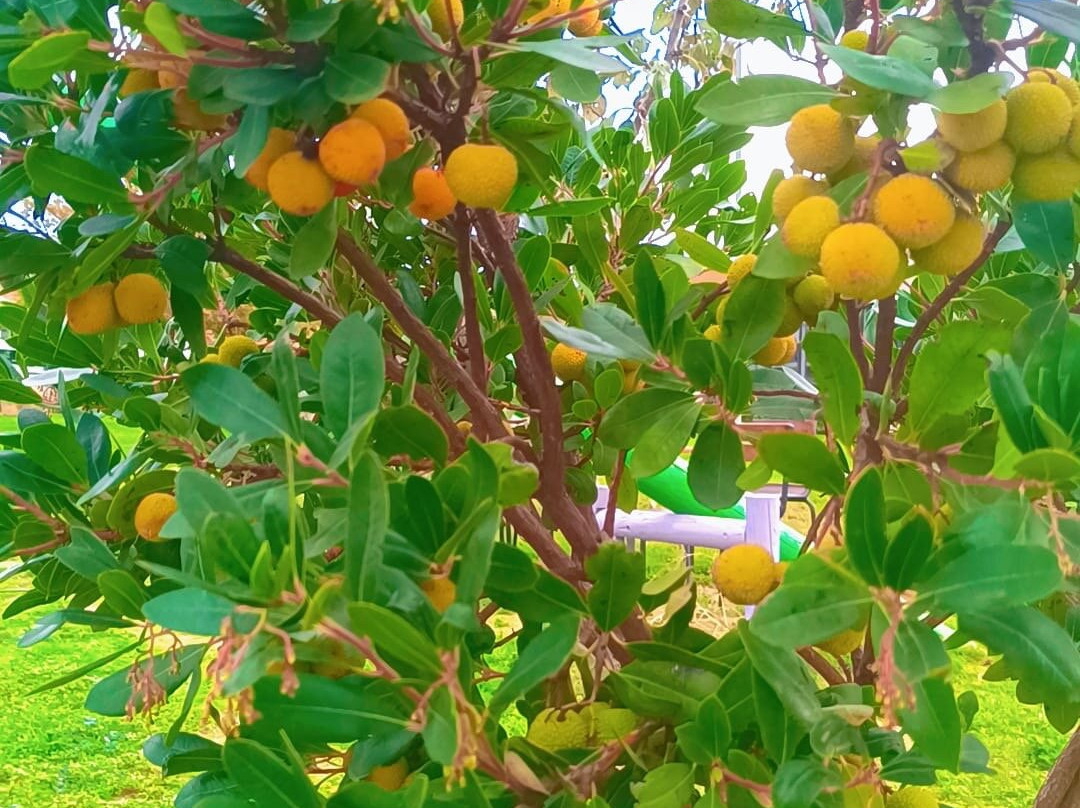 Barbare Vineyards-泰基尔达必去景点