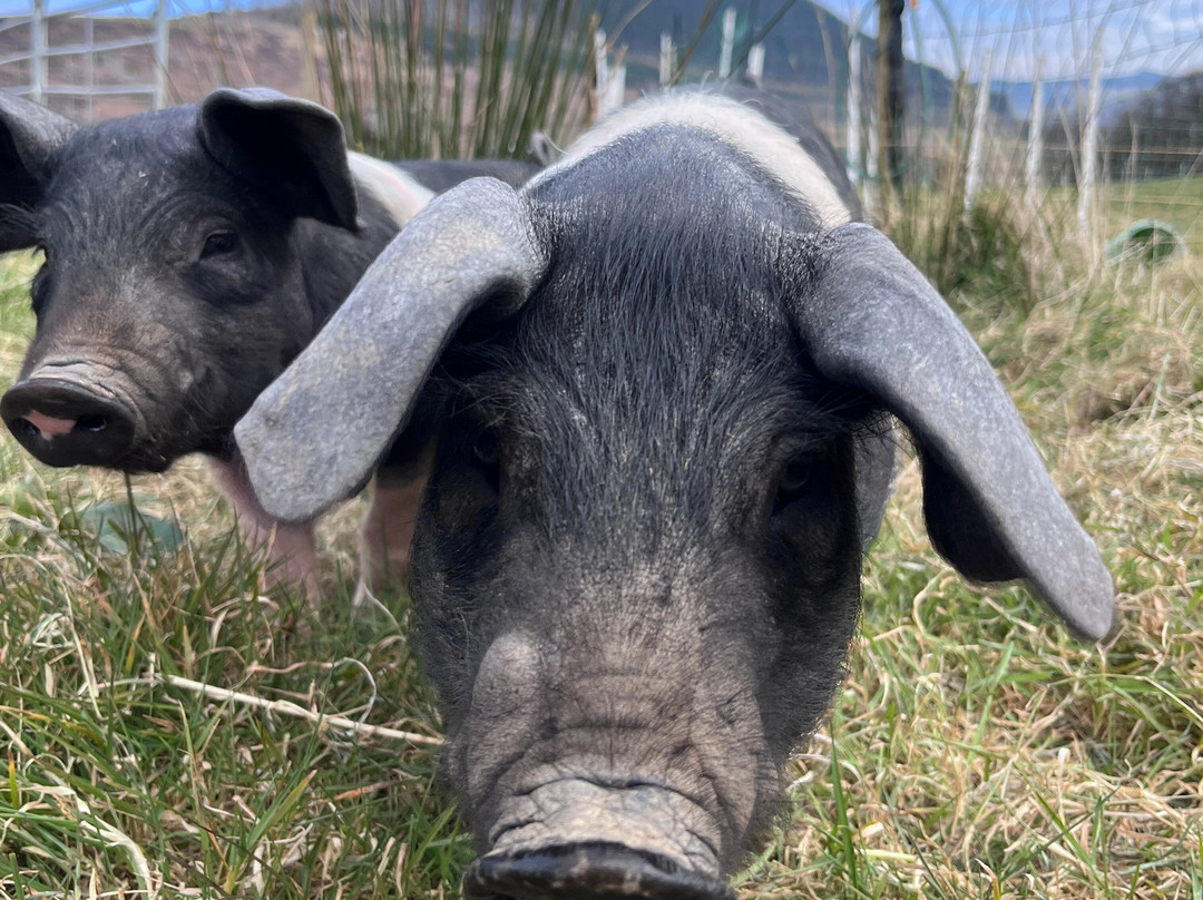 Fedwen Farm-Cwmafan必去景点