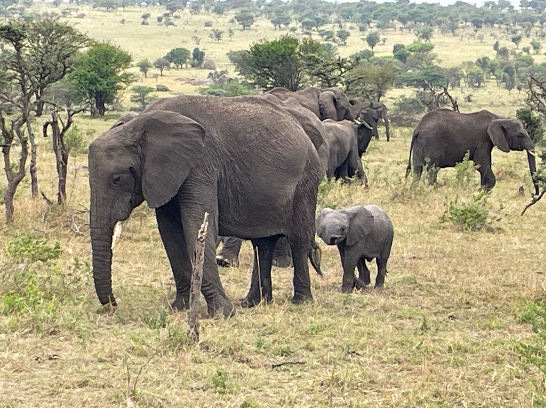 Thomson Safaris-塞伦盖蒂国家公园必去景点