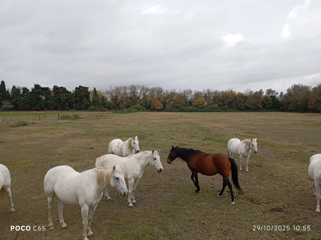 Domaine De Méjanes-阿尔勒必去景点