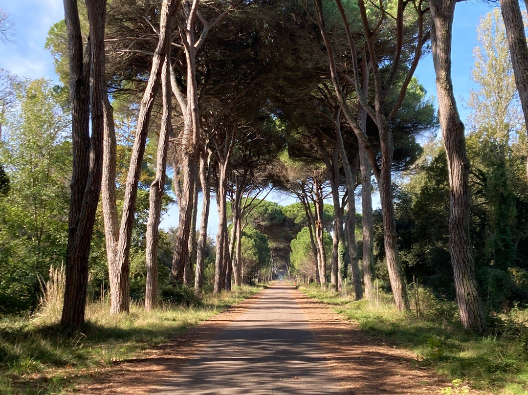 Parco Regionale Migliarino San Rossore Massaciuccoli-比萨必去景点
