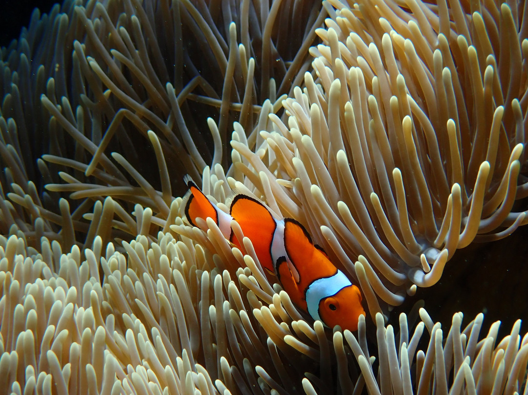 波长礁-道格拉斯港必去景点