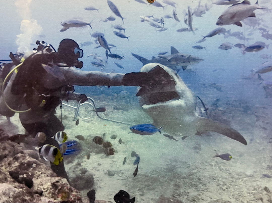 Coral Coast Divers-太平洋港必去景点