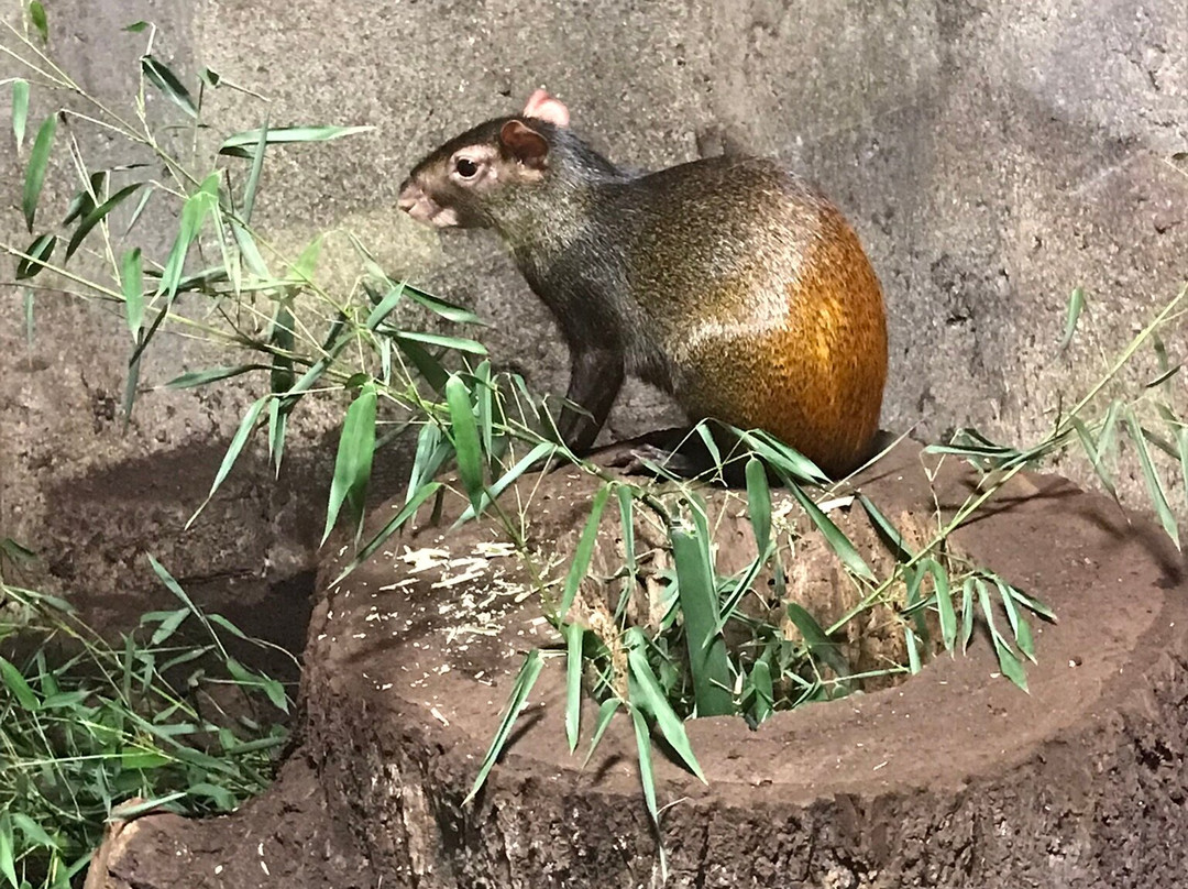 Rainforest Adventures-塞维尔维尔必去景点