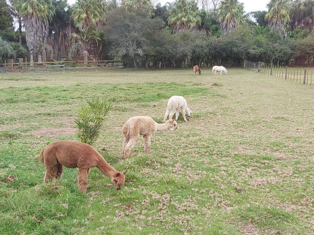 Drury酒店住宿-Bycroft Lodge Bed and Breakfast