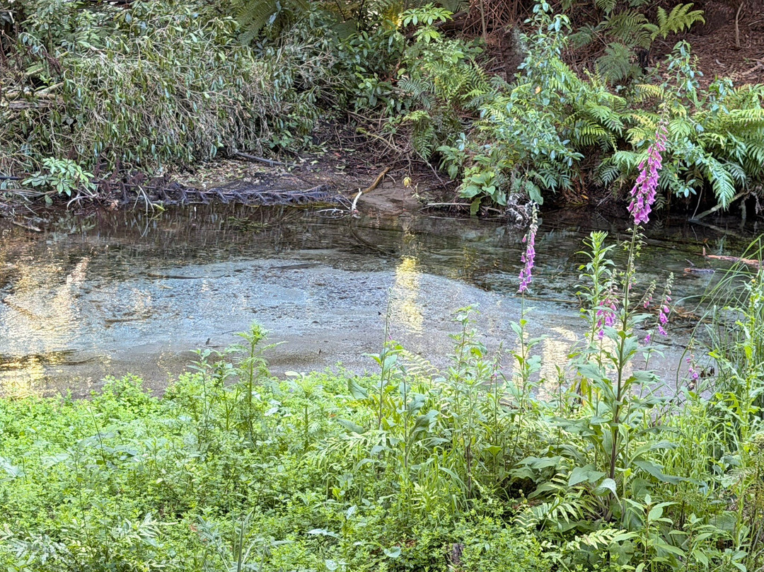 Hamurana Springs Nature Reserve-哈姆拉娜必去景点