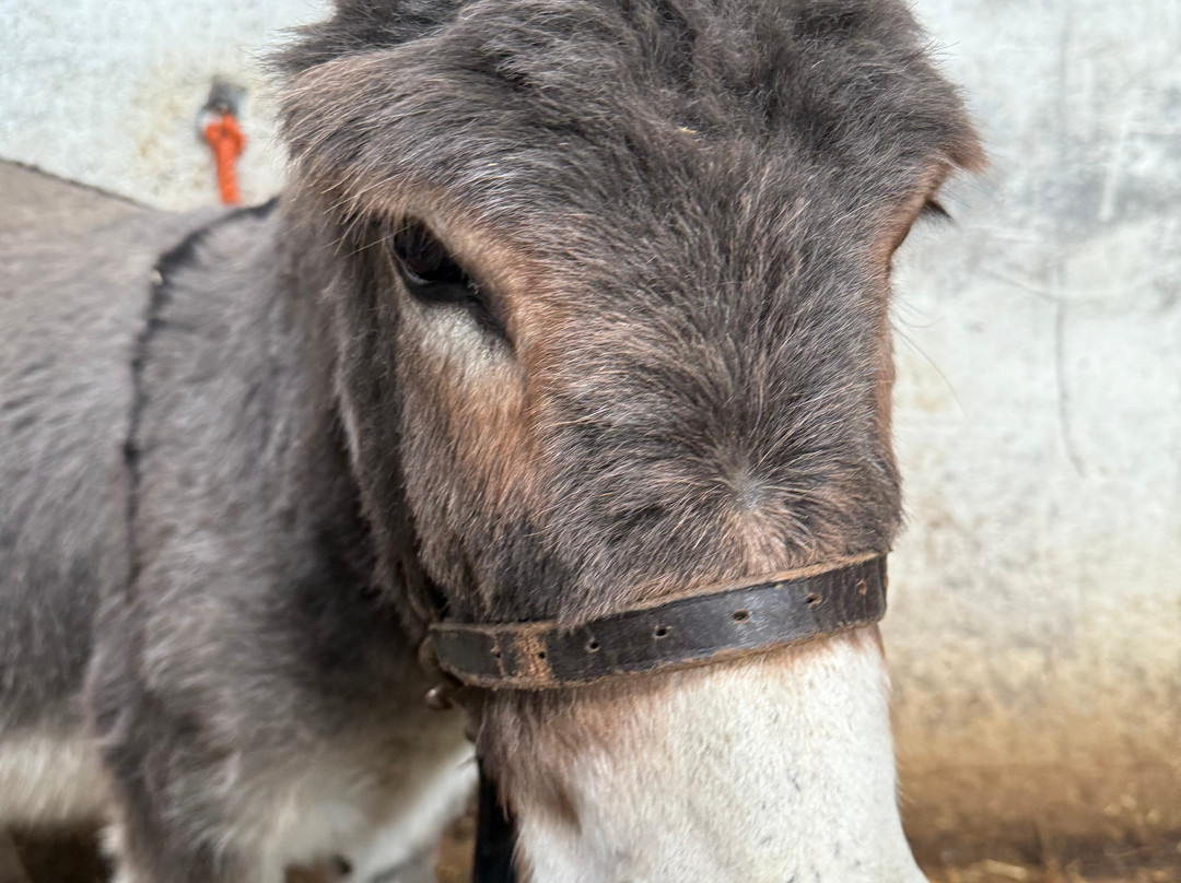 Kinedale Donkeys-Ballynahinch必去景点