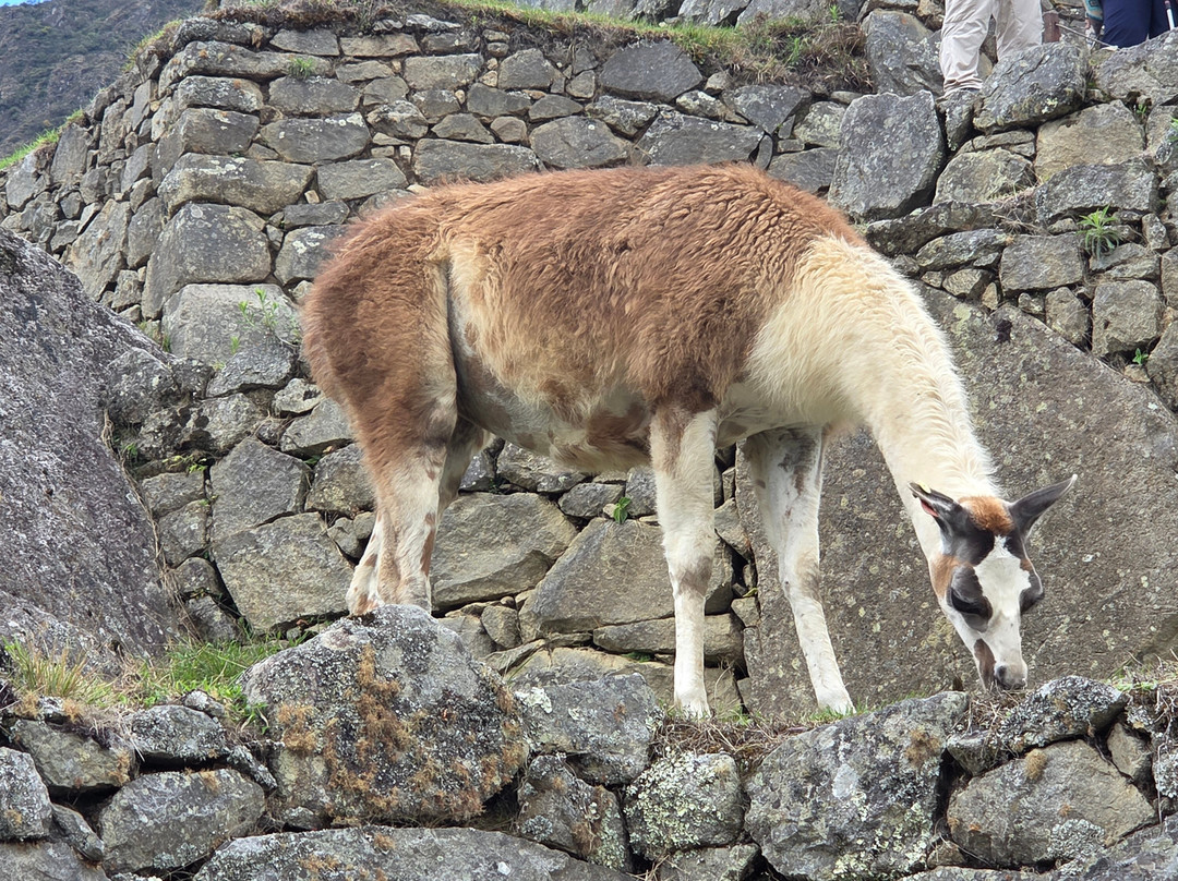 Machupicchu Challenge Peru-库斯科必去景点