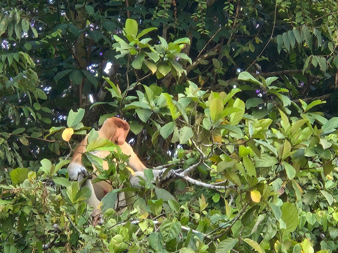 Borneo Natural Sukau Bilit Resort主图