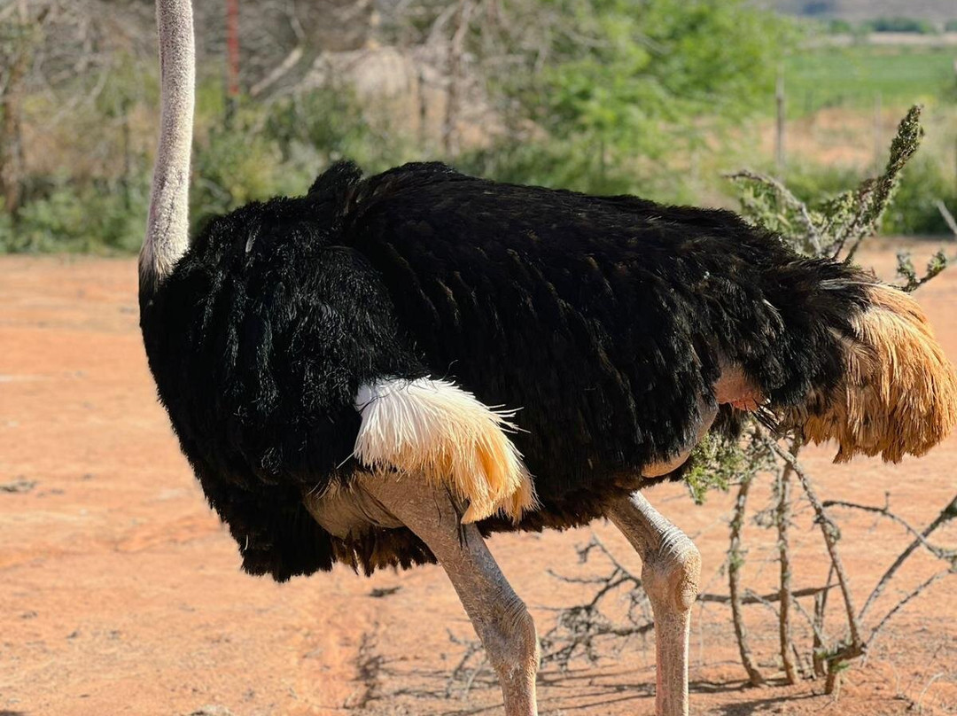 Safari Ostrich Farm-奥兹洪必去景点
